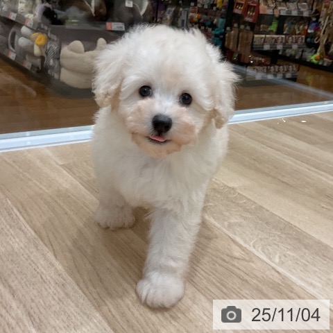 トイ・プードルの写真