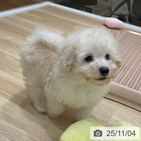 トイ・プードルの写真