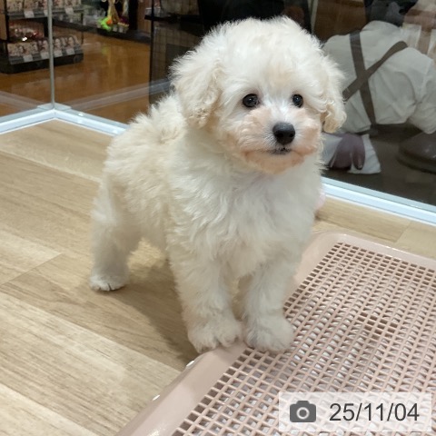 トイ・プードルの写真