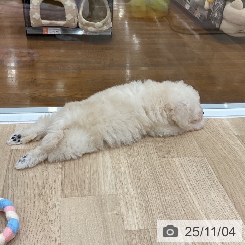 トイ・プードルの写真