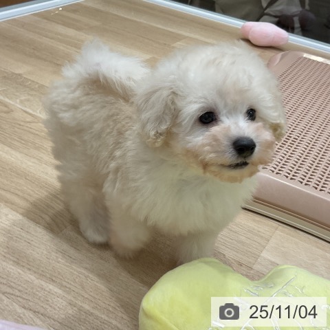 トイ・プードルの写真