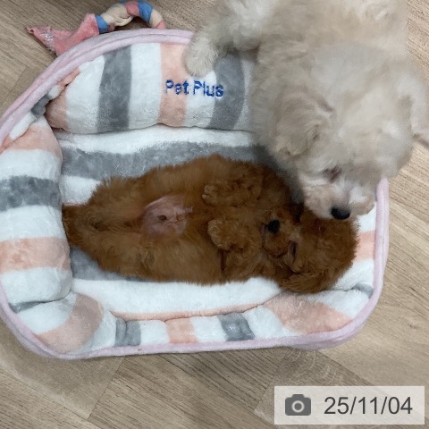 トイ・プードルの写真