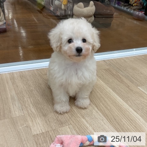 トイ・プードルの写真