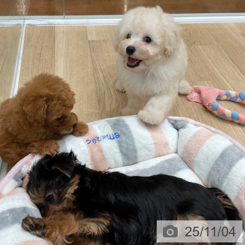 トイ・プードルの写真