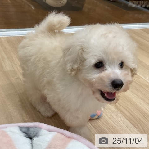 トイ・プードルの写真