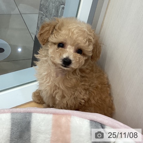 福岡県のトイプードル(トイ) (ペットプラス ららぽーと福岡店/2025年9月4日生まれ/男の子/アプリコット)の子犬の4枚目の画像