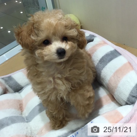 福岡県のトイプードル(トイ) (ペットプラス ららぽーと福岡店/2025年9月4日生まれ/男の子/アプリコット)の子犬の3枚目の画像