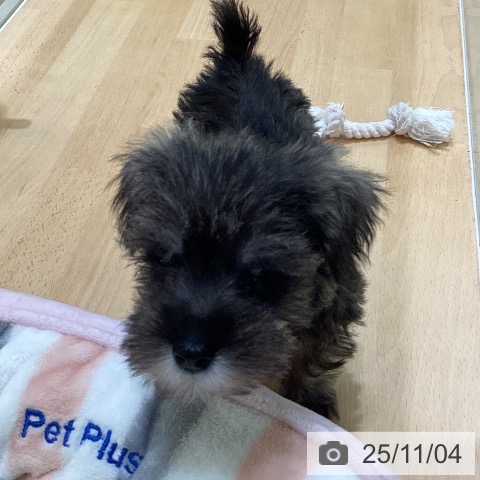 ミニチュア・シュナウザーの写真