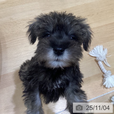 ミニチュア・シュナウザーの写真