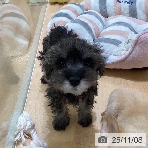福岡県のミニチュアシュナウザー (ペットプラス 福岡店/2025年8月28日生まれ/男の子/ソルトペッパー)の子犬の4枚目の画像