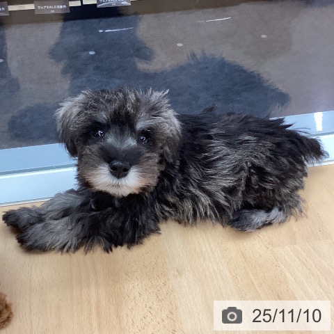 福岡県のミニチュアシュナウザー (ペットプラス 福岡店/2025年8月28日生まれ/男の子/ソルトペッパー)の子犬の3枚目の画像