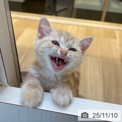 福岡県のアメリカンショートヘアー (ペットプラス 春日店/2025年9月3日生まれ/男の子/レッドタビー)の子猫の4枚目の画像