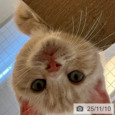 福岡県のアメリカンショートヘアー (ペットプラス 春日店/2025年9月3日生まれ/男の子/レッドタビー)の子猫の3枚目の画像