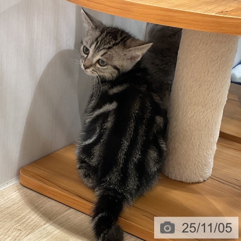 アメリカンショートヘアの写真