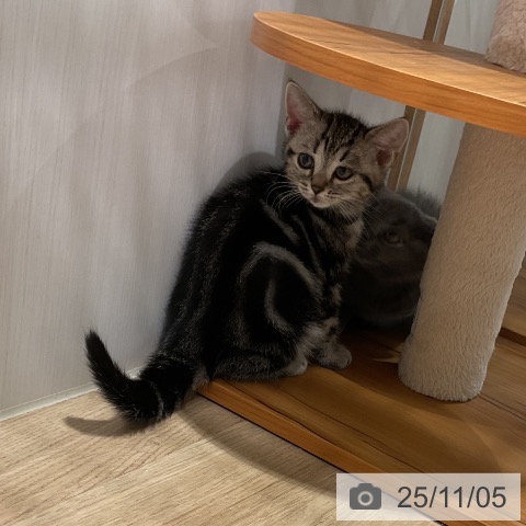 アメリカンショートヘアの写真