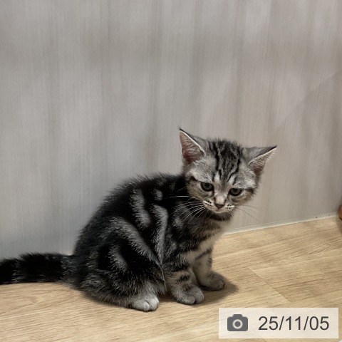 アメリカンショートヘアの写真