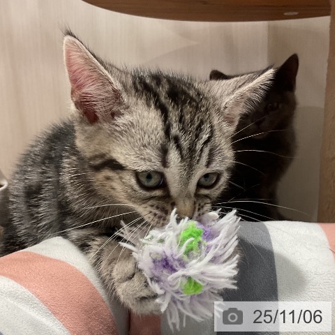 アメリカンショートヘアの写真