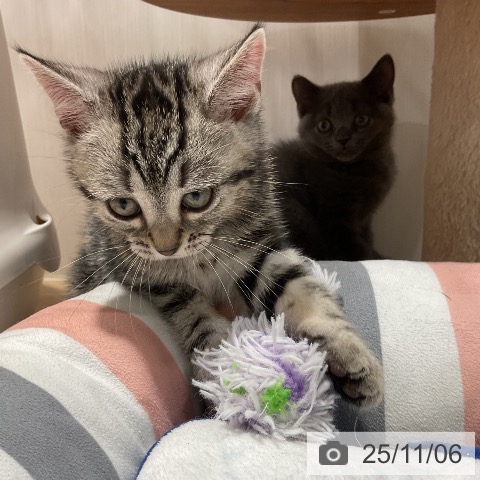 アメリカンショートヘアの写真