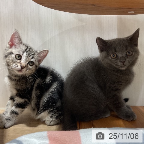 アメリカンショートヘアの写真