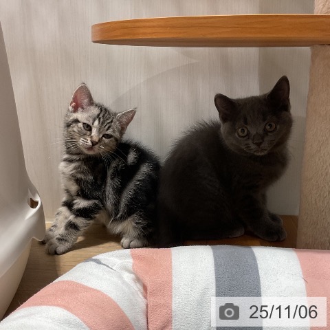 アメリカンショートヘアの写真