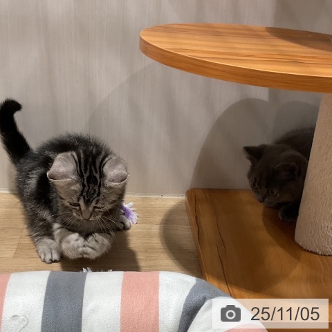 アメリカンショートヘアの写真