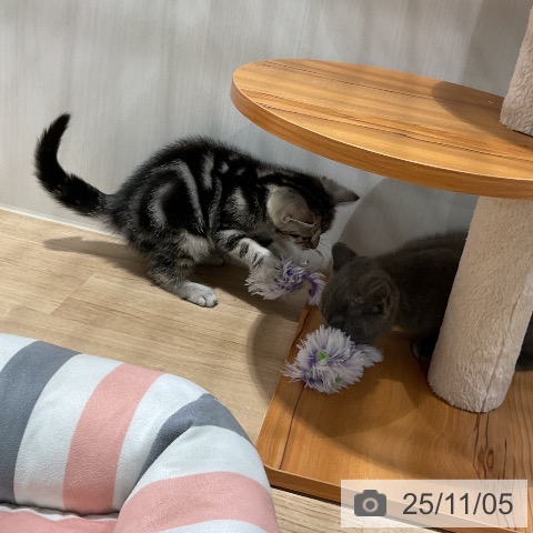 アメリカンショートヘアの写真