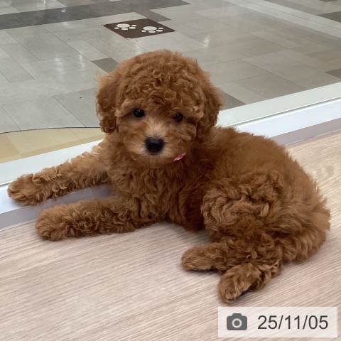 トイ・プードルの写真