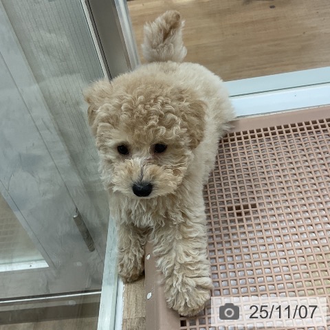 トイ・プードルの写真