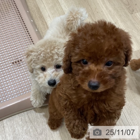 トイ・プードルの写真