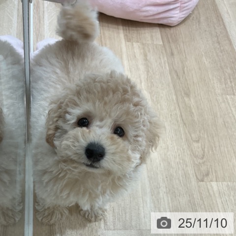 トイ・プードルの写真