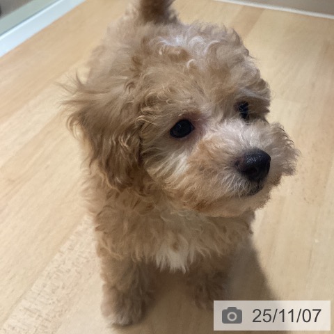 トイ・プードルの写真