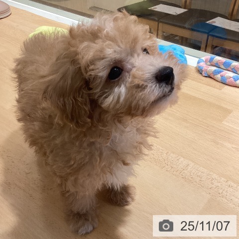 トイ・プードルの写真