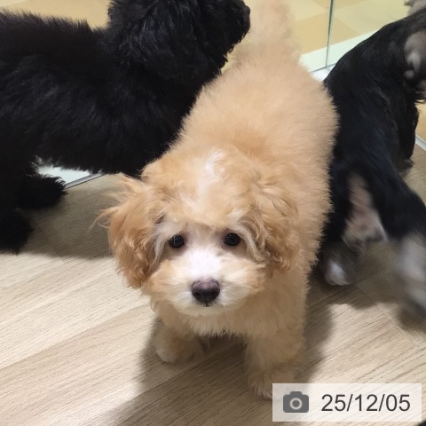 鹿児島県のトイプードル(トイ) (ペットプラス 姶良店/2025年9月4日生まれ/男の子/アプリコット)の子犬の4枚目の画像