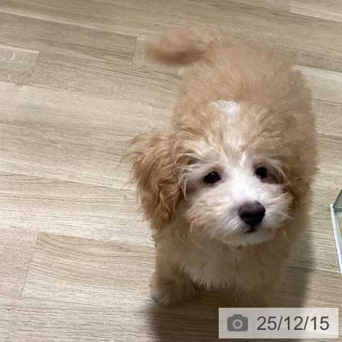 鹿児島県のトイプードル(トイ) (ペットプラス 姶良店/2025年9月4日生まれ/男の子/アプリコット)の子犬の3枚目の画像