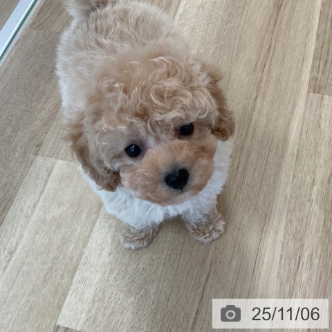 トイ・プードルの写真