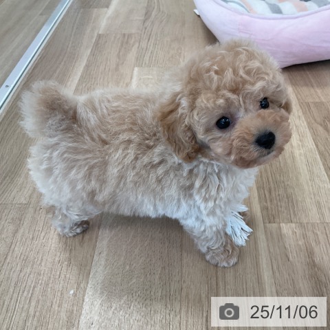 トイ・プードルの写真