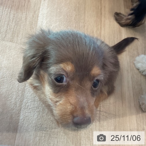 カニーンヘン・ダックスフンドの写真