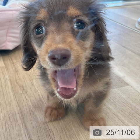 カニーンヘン・ダックスフンドの写真