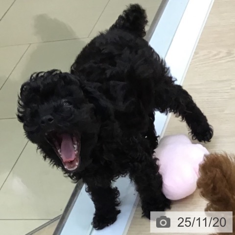 沖縄県のトイプードル(トイ) (ペットプラス 沖縄ライカム店/2025年9月3日生まれ/男の子/ブラック)の子犬の4枚目の画像