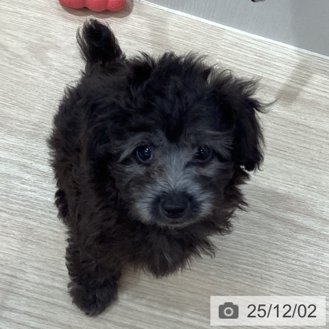 沖縄県のトイプードル(トイ) (ペットプラス 沖縄ライカム店/2025年9月3日生まれ/男の子/ブラック)の子犬の3枚目の画像