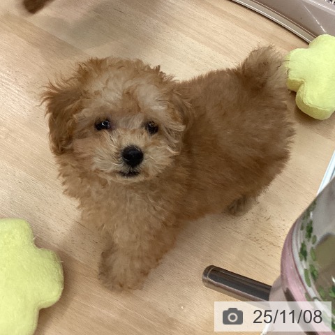 トイ・プードルの写真