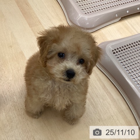 熊本県のトイプードル(トイ) (ペットプラス 熊本店/2025年8月28日生まれ/男の子/アプリコット)の子犬の3枚目の画像