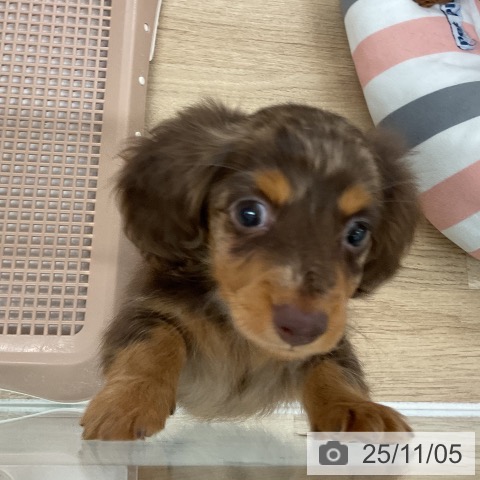 カニーンヘン・ダックスフンドの写真