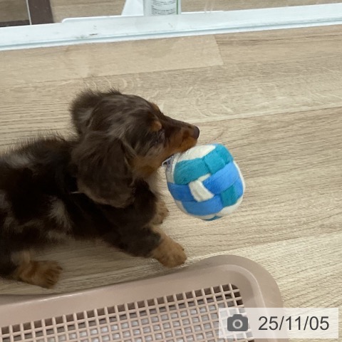 カニーンヘン・ダックスフンドの写真