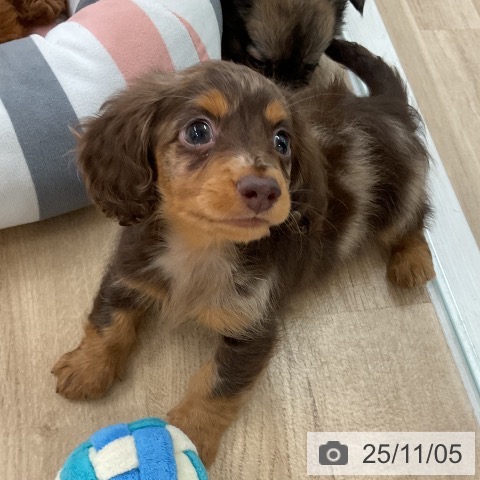 カニーンヘン・ダックスフンドの写真