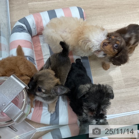 福岡県のカニンヘンダックスフンド(ロング) (ペットプラス ららぽーと福岡店/2025年9月5日生まれ/男の子/チョコレートダップル)の子犬の4枚目の画像