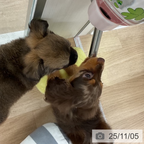 カニーンヘン・ダックスフンドの写真