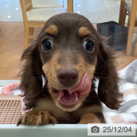 福岡県のカニンヘンダックスフンド(ロング) (ペットプラス 黒崎店/2025年9月4日生まれ/男の子/チョコレートタン)の子犬の4枚目の画像