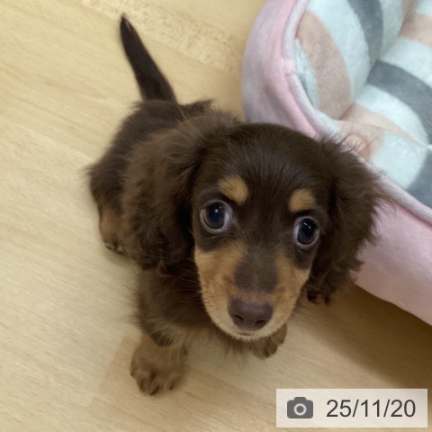 カニーンヘン・ダックスフンドの写真