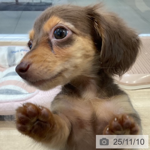 カニーンヘン・ダックスフンドの写真